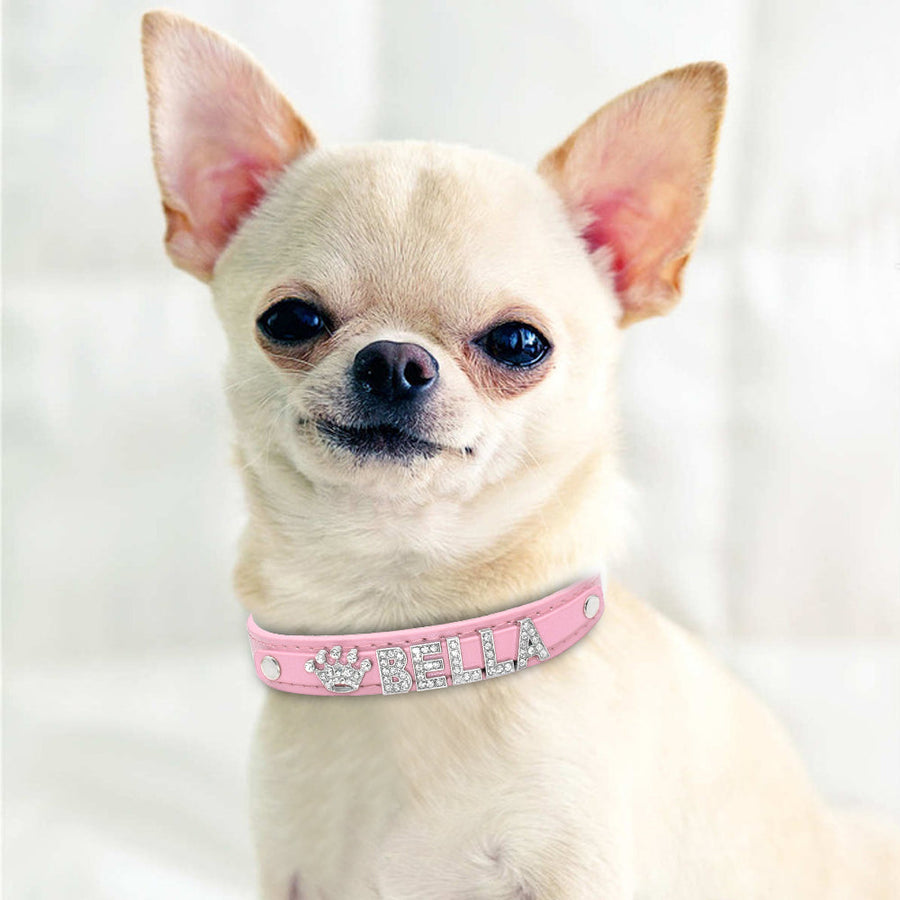 Cat and Small Dog Collar