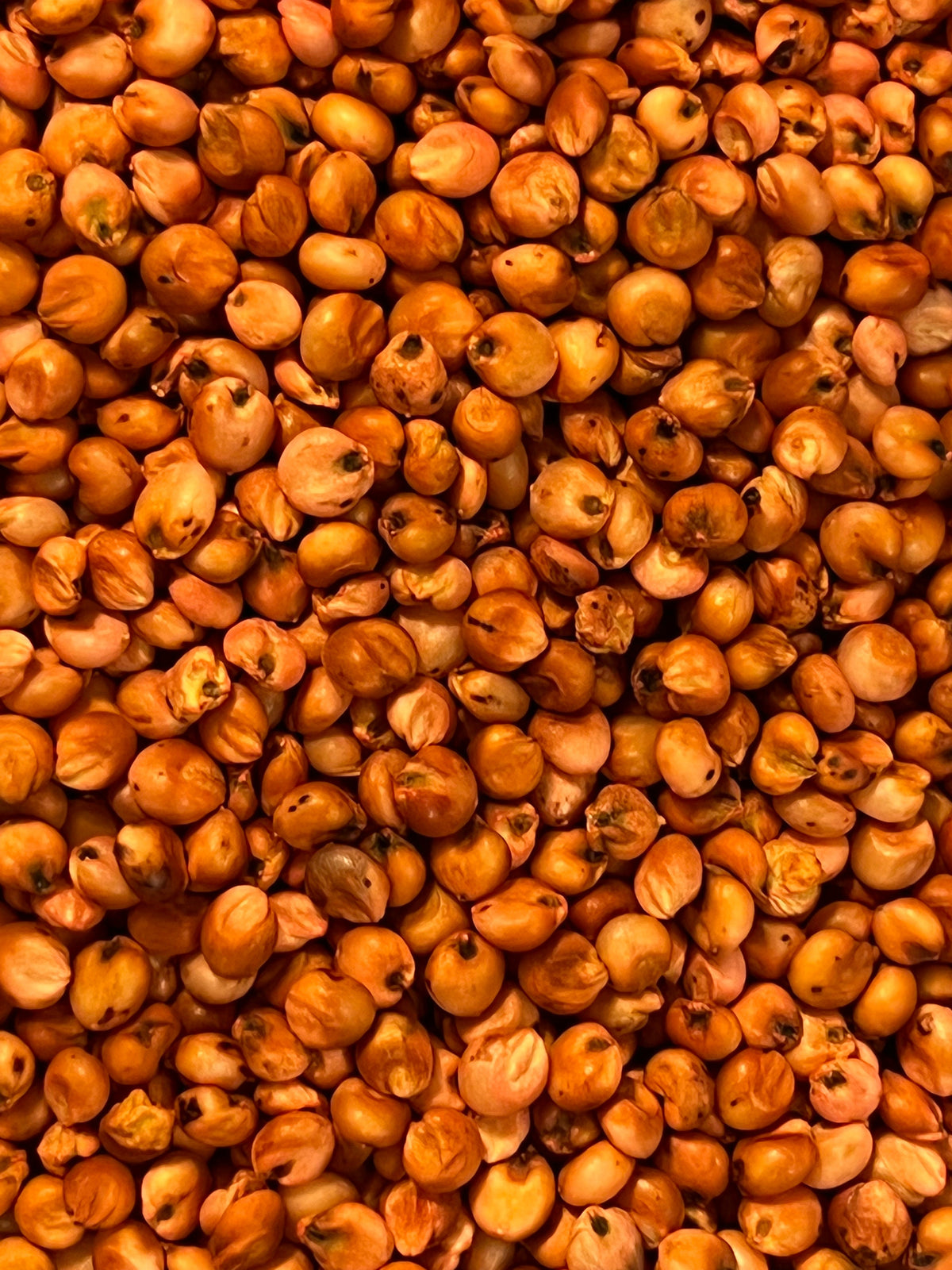 Ripkitty Sorghum Bicolor, (Milo Short) Seeds-0