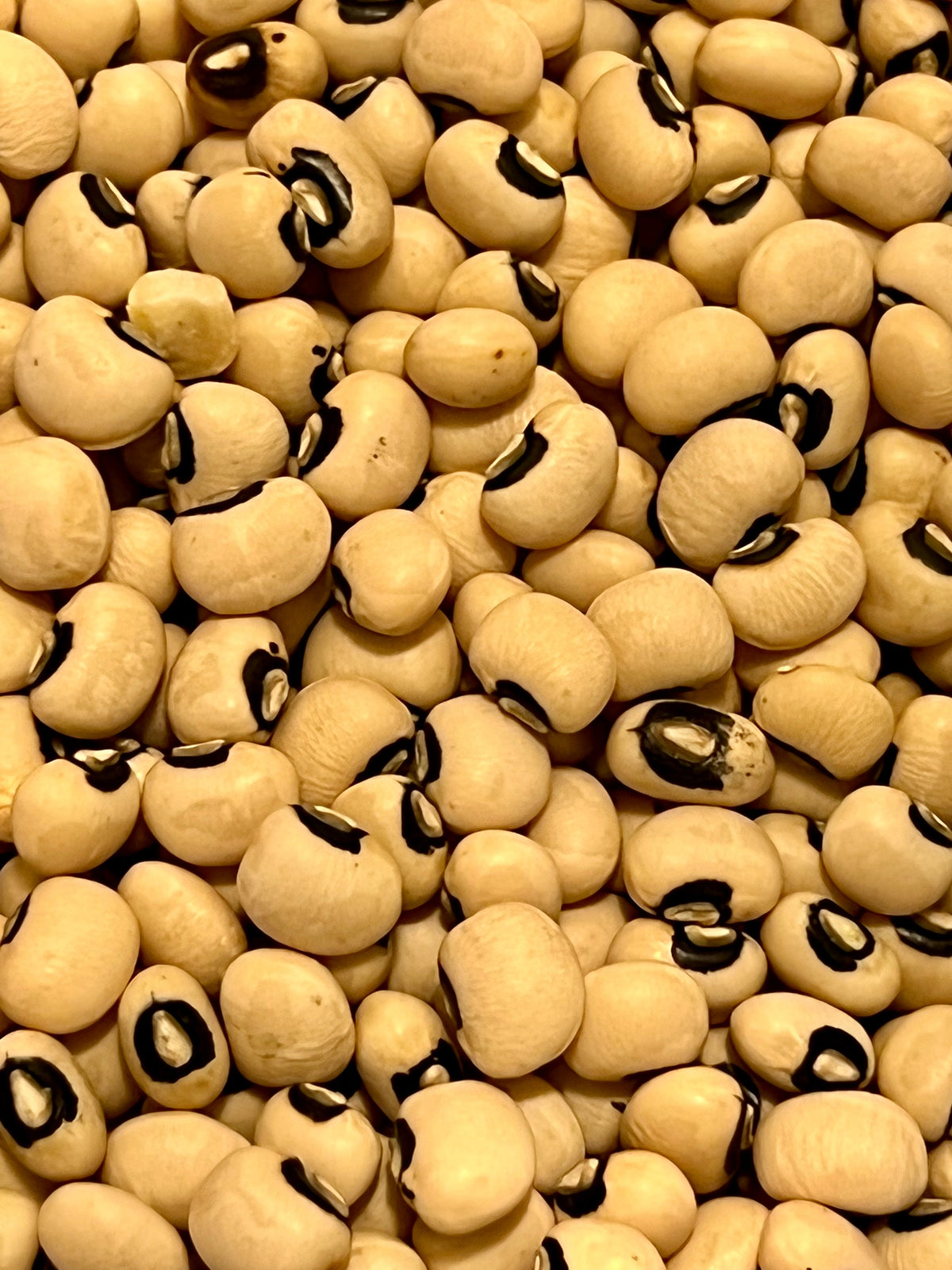 Ripkitty Black Eyed Peas - Vigna Unguiculata High-Yield Non-GMO Seeds-1